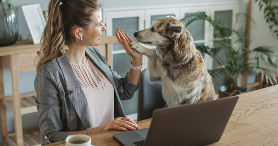 dog high five