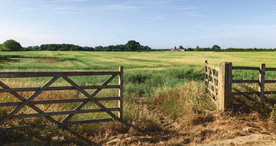 and open field